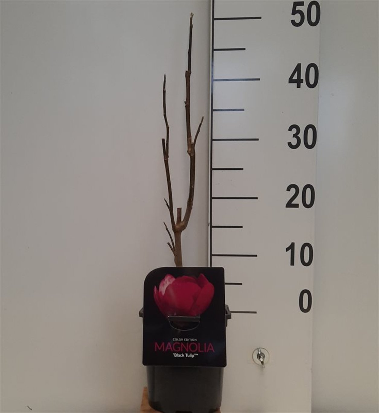 Magnolia 'Black Tulip' - C2 40-50 CM